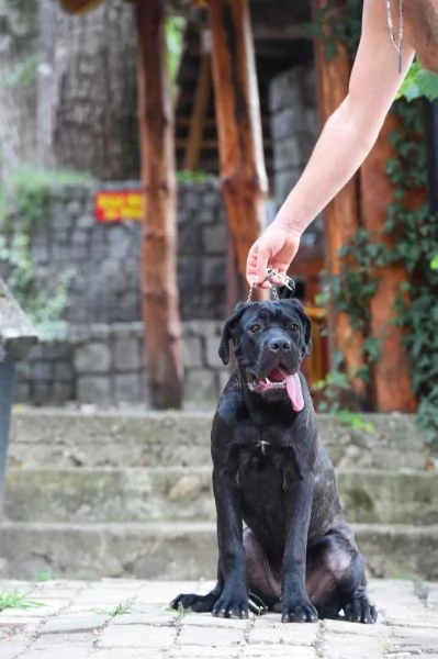 Cane Corso cucciolo maschio | Foto 0