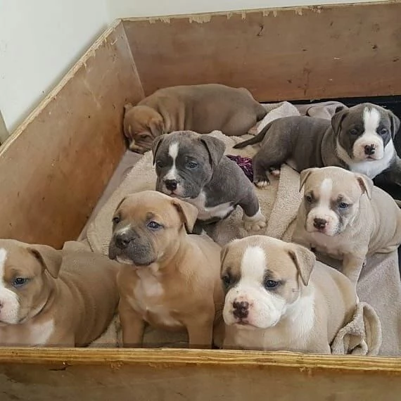 Cuccioli di pitbull in cerca di adozione