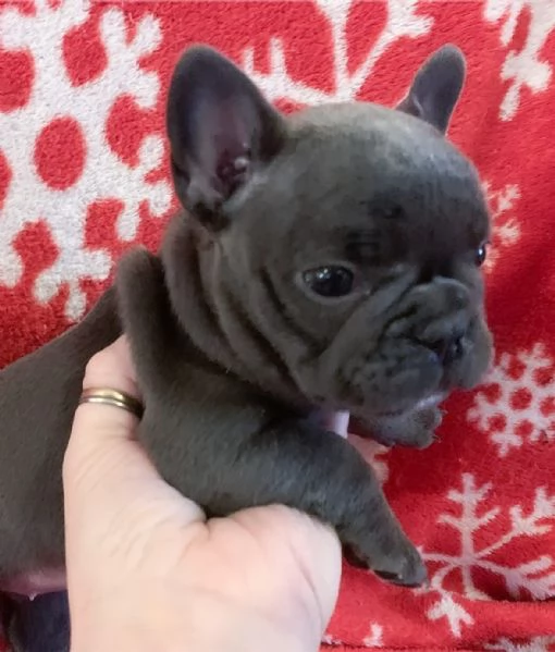 Bulldog francese femmina e maschio di 3 mesi (REGALO) | Foto 4