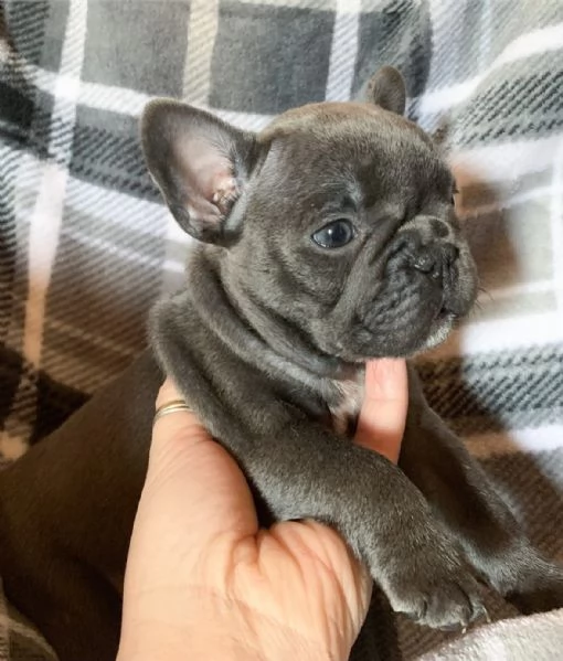 Bulldog francese femmina e maschio di 3 mesi (REGALO) | Foto 3