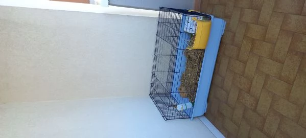 Coppia di porcellini d'india | Foto 3