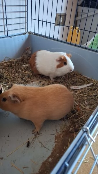 Coppia di porcellini d'india | Foto 1