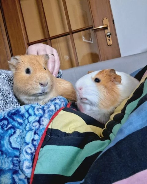 Coppia di porcellini d'india | Foto 0