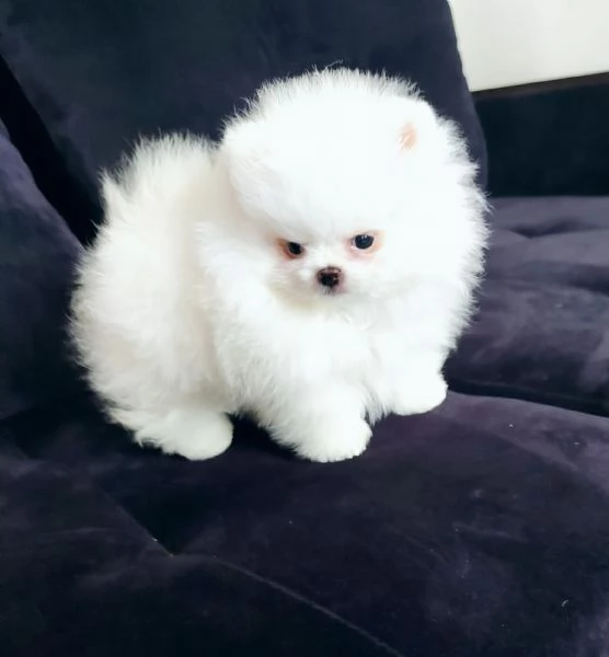 Spitz Pomerania toy di 3 mesi!! | Foto 0