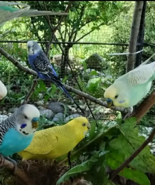 Pappagallini ondulati (cocorite)