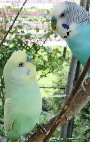 Pappagallini ondulati (cocorite) | Foto 6