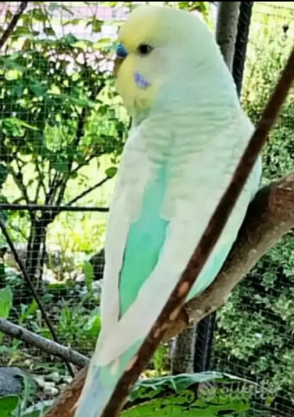 Pappagallini ondulati (cocorite) | Foto 5