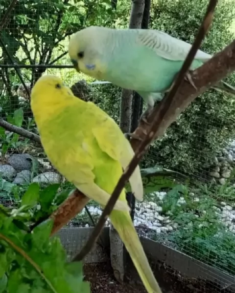 Pappagallini ondulati (cocorite) | Foto 4