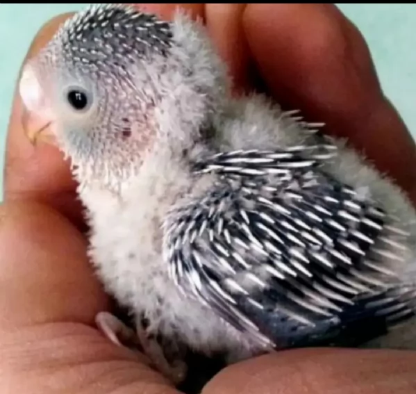 Pappagallini ondulati (cocorite) | Foto 3