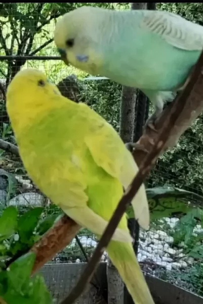 Pappagallini ondulati (cocorite) | Foto 2