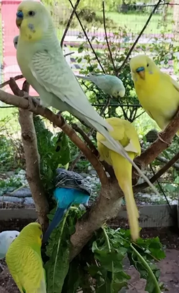 Pappagallini ondulati (cocorite) | Foto 1