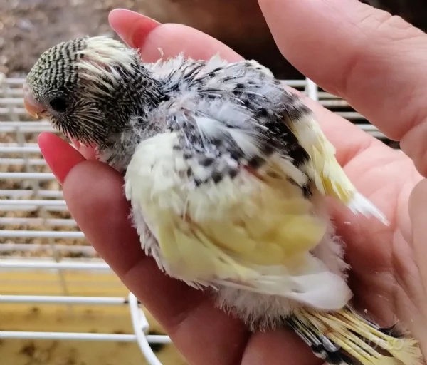 Pappagallini ondulati (cocorite) | Foto 0