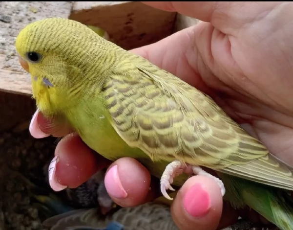 Pulli di pappagallini ondulati ( cocorite ) | Foto 4