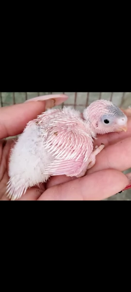 Pulli di Pappagallini ondulati (cocoriti) da allevare a mano | Foto 6