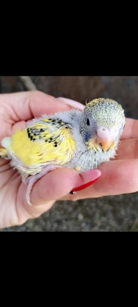 Pulli di Pappagallini ondulati (cocoriti) da allevare a mano