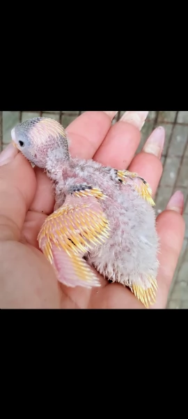 Pulli di Pappagallini ondulati (cocoriti) da allevare a mano | Foto 1