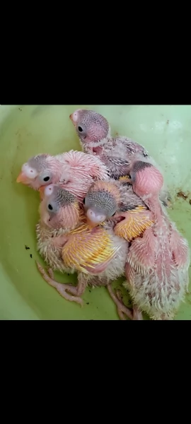 Pulli di Pappagallini ondulati (cocoriti) da allevare a mano | Foto 0