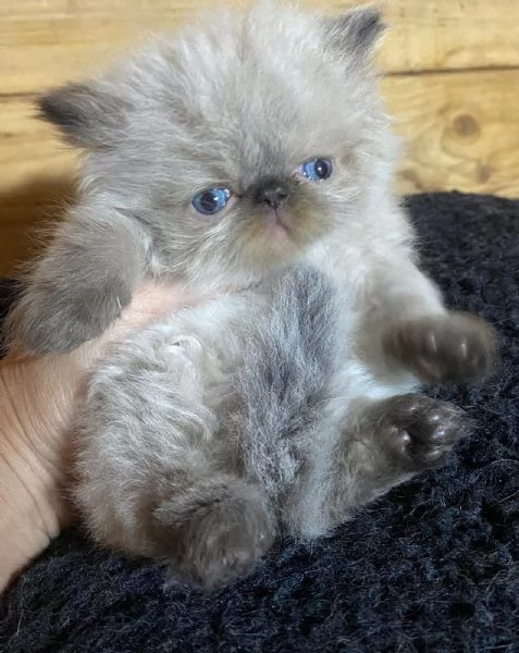 Gattino PERSIANO color point occhi azzurri MASCHIO