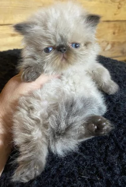 Gattino PERSIANO color point occhi azzurri MASCHIO | Foto 6