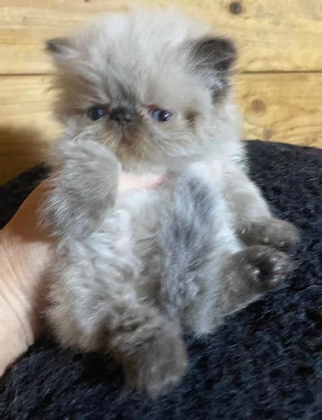 Gattino PERSIANO color point occhi azzurri MASCHIO | Foto 2