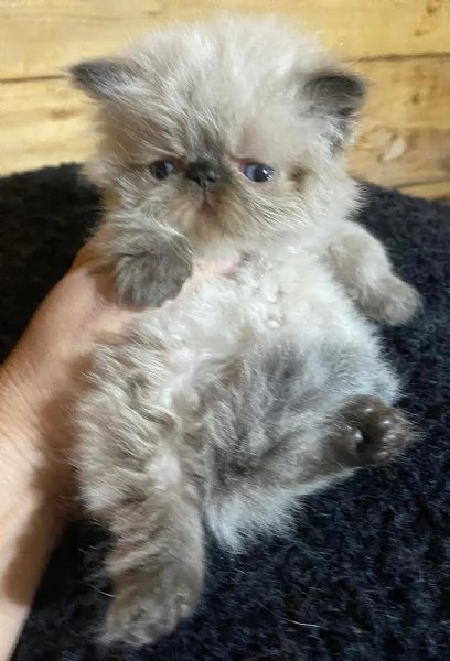Gattino PERSIANO color point occhi azzurri MASCHIO | Foto 1