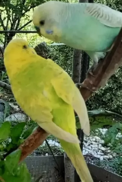 Cocoriti ( Pappagallini ondulati) maschi e femmine 