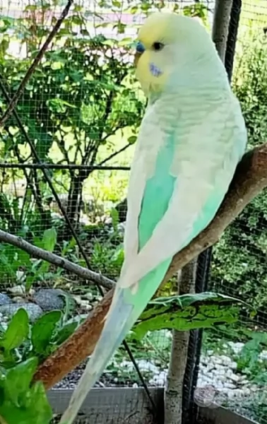 Cocoriti ( Pappagallini ondulati) maschi e femmine  | Foto 0