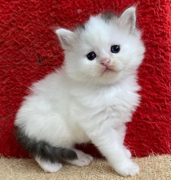 Gattina persiano normotipo FEMMINA  | Foto 28