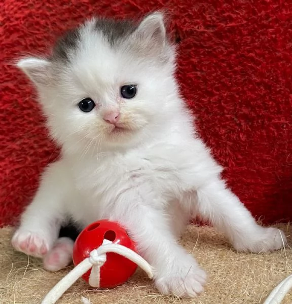 Gattina persiano normotipo FEMMINA  | Foto 27