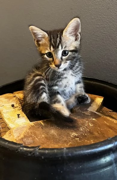 Gattino persiano normotipo MASCHIO  | Foto 19