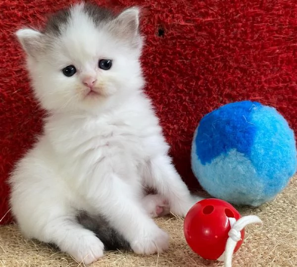 Gattina persiano normotipo FEMMINA  | Foto 25