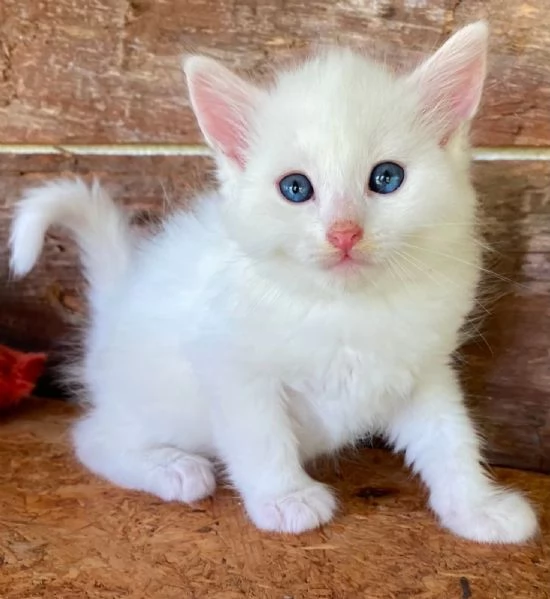 Gattino maschio incrocio norvegese  | Foto 7