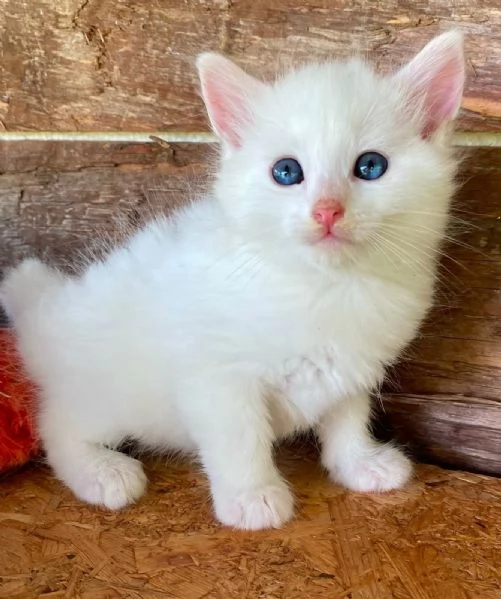 Gattino maschio incrocio norvegese  | Foto 6