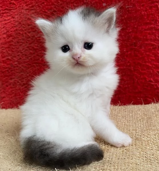 Gattina persiano normotipo FEMMINA  | Foto 22