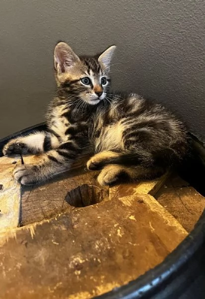 Gattino persiano normotipo MASCHIO  | Foto 16