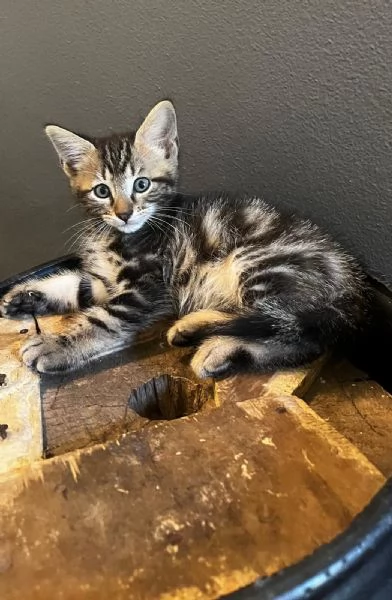 Gattino persiano normotipo MASCHIO  | Foto 15