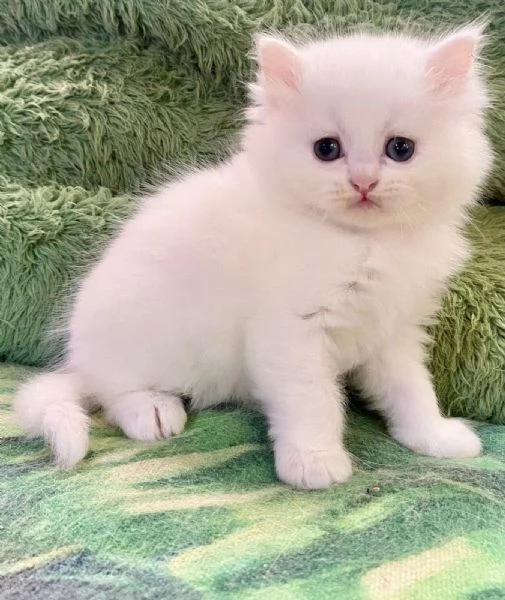 Cocoriti | Foto 28