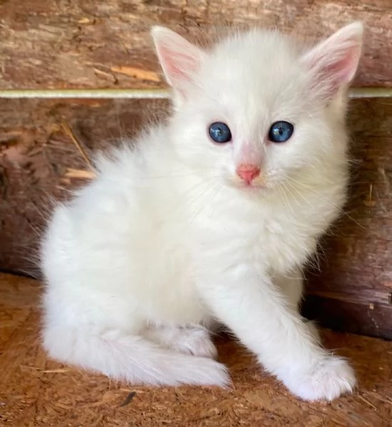 Gattino maschio incrocio norvegese  | Foto 5