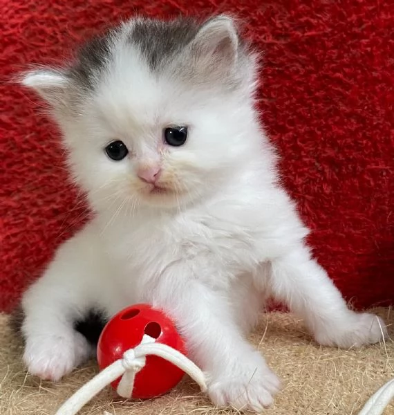 Gattina persiano normotipo FEMMINA  | Foto 18