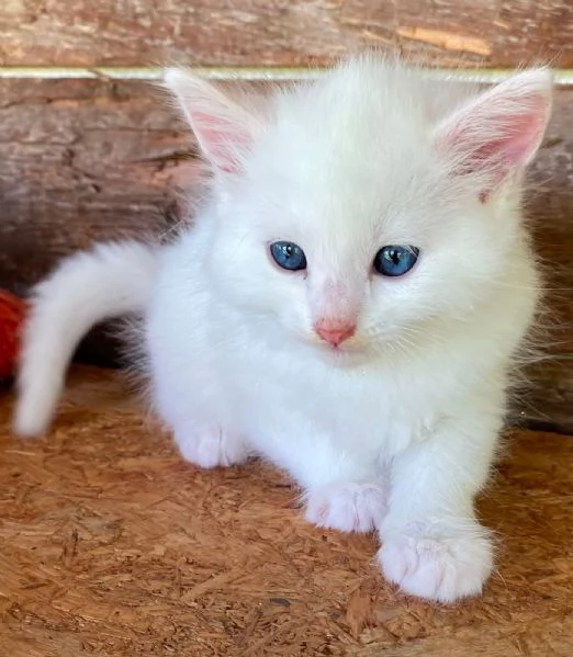 Gattino maschio incrocio norvegese  | Foto 4