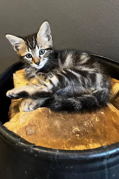 Gattino persiano normotipo MASCHIO  | Foto 12