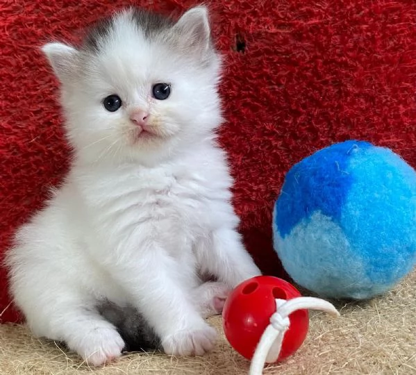 Gattina persiano normotipo FEMMINA  | Foto 14