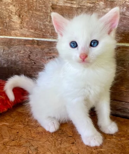 Gattino maschio incrocio norvegese  | Foto 3
