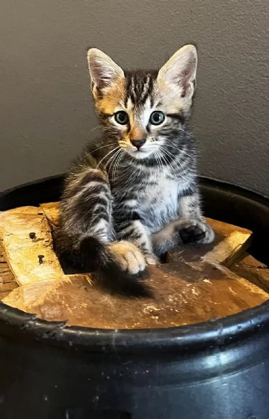 Gattino persiano normotipo MASCHIO  | Foto 10