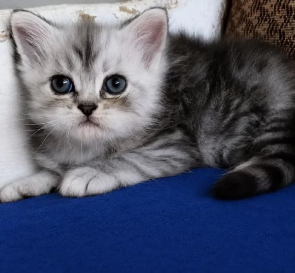 Gattino persiano normotipo MASCHIO  | Foto 9