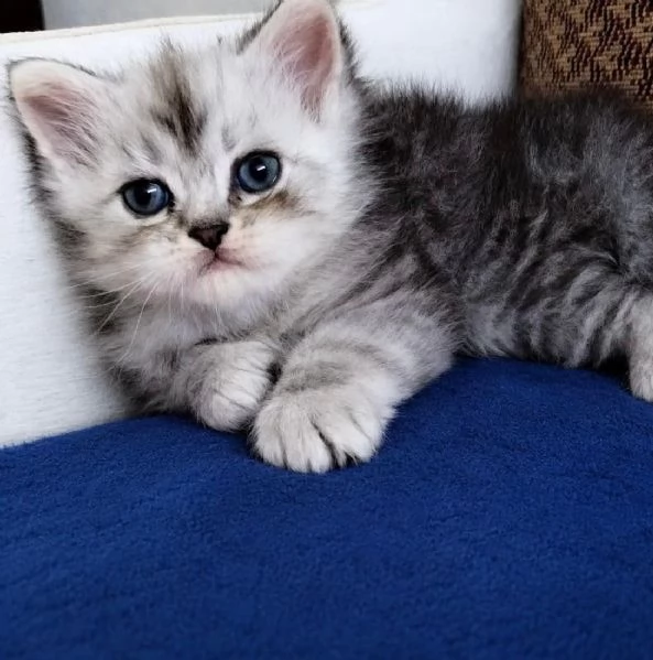 Gattino persiano normotipo MASCHIO  | Foto 8