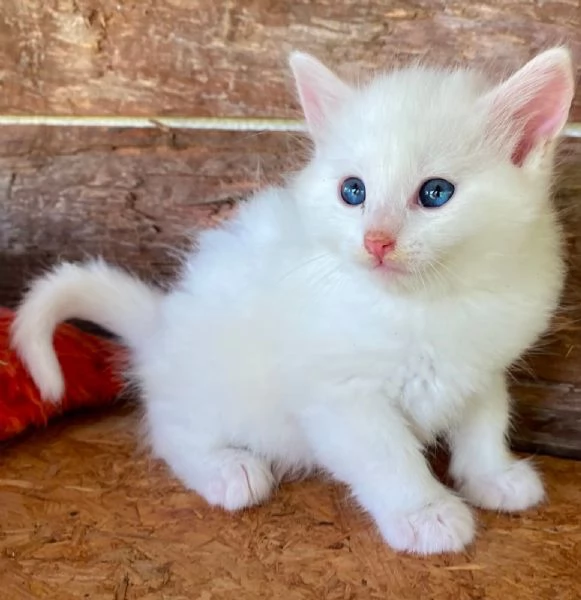 Gattino maschio incrocio norvegese  | Foto 2