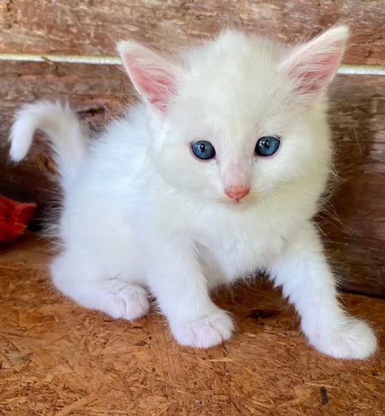 Gattino maschio incrocio norvegese  | Foto 1