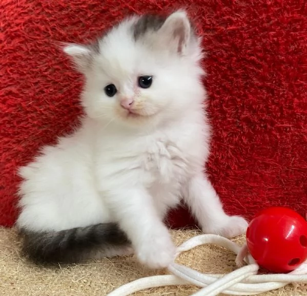 Gattina persiano normotipo FEMMINA  | Foto 7
