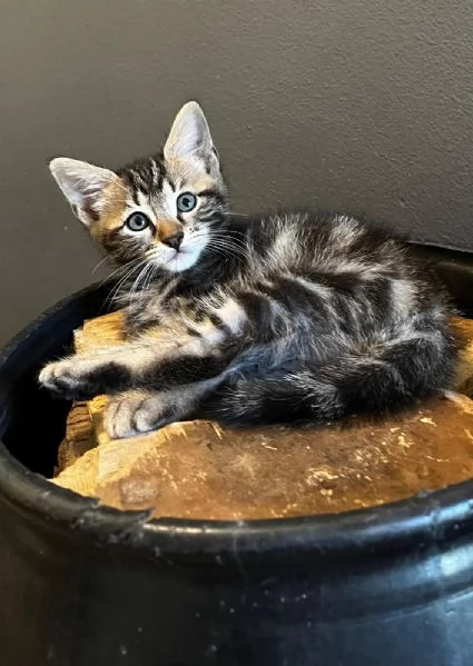 Gattino persiano normotipo MASCHIO  | Foto 5